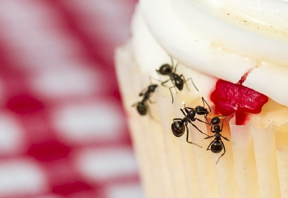 A group of ants are crawling on top of a cupcake. — Billy Lanes Pest Control Services in Figtree, NSW