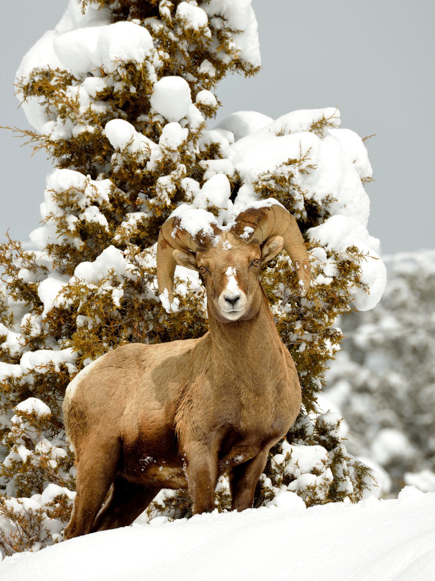 a bighorn sheep standing in the snow near a tree