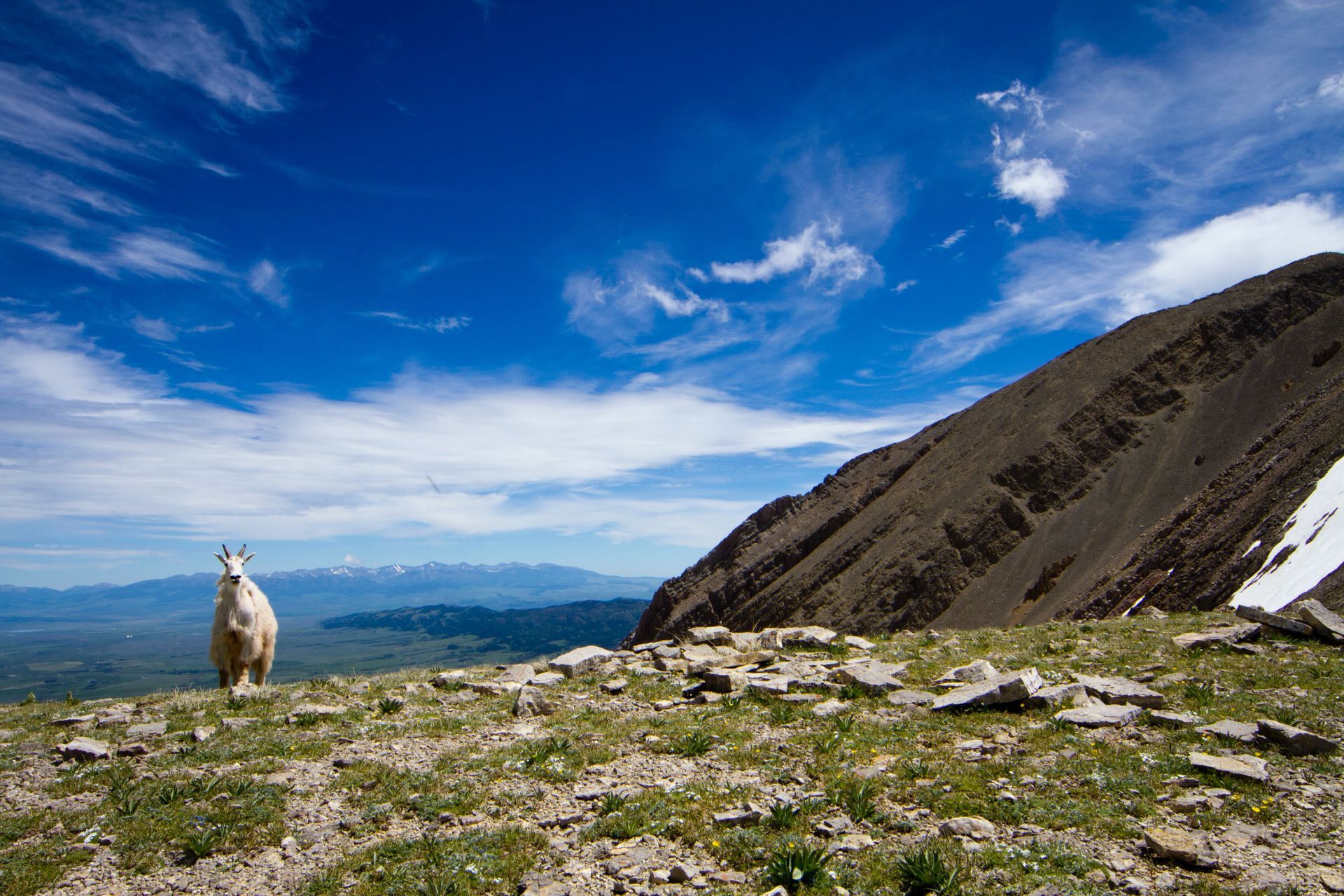 a mountain goat is standing on top of a rocky hill .