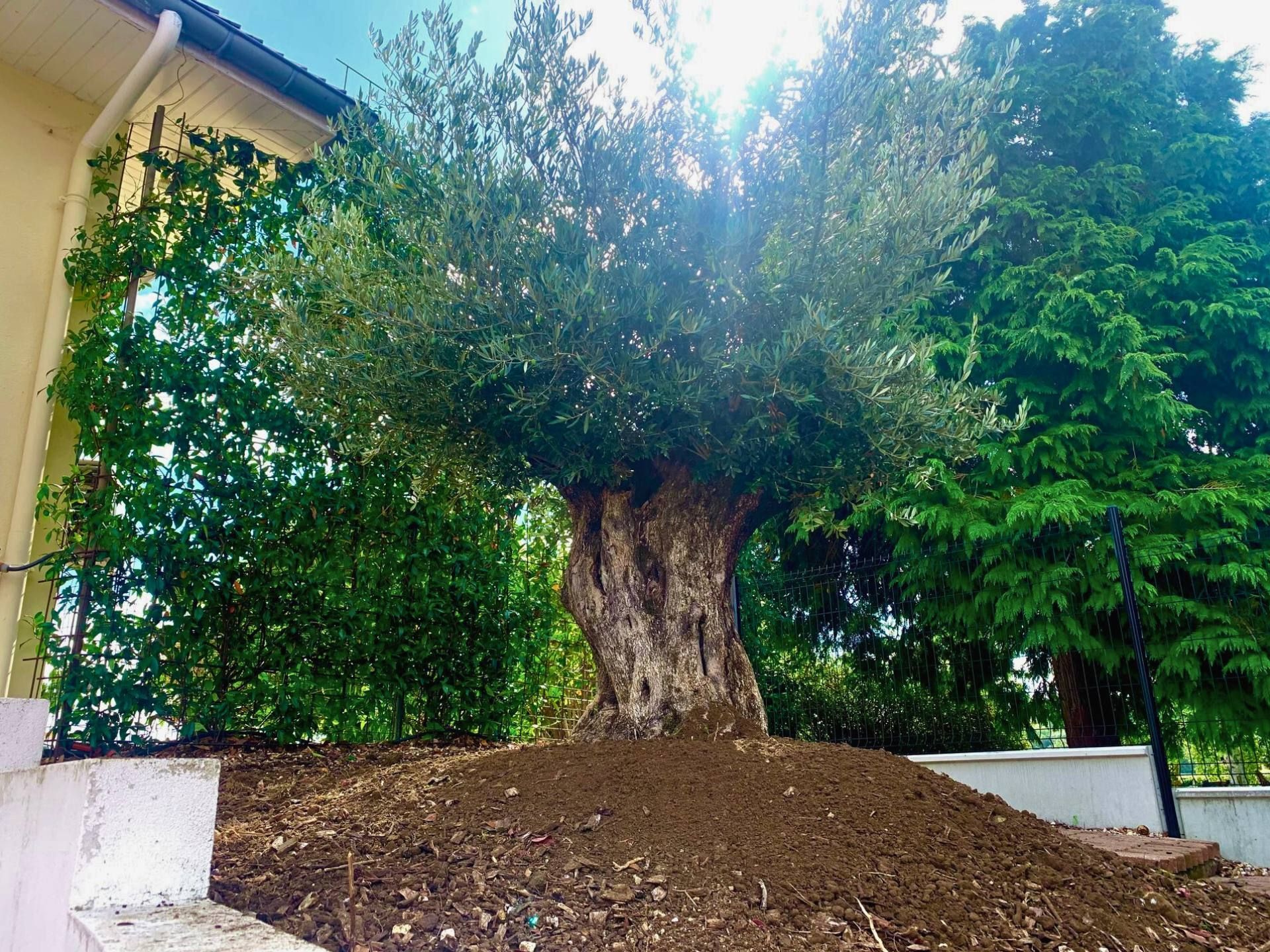 Logo d'un arbre avec une personne sur une balançoire, or et vert sur fond noir, « FG JARDIN » en dessous avec le texte : Conception - Création - Entretien.