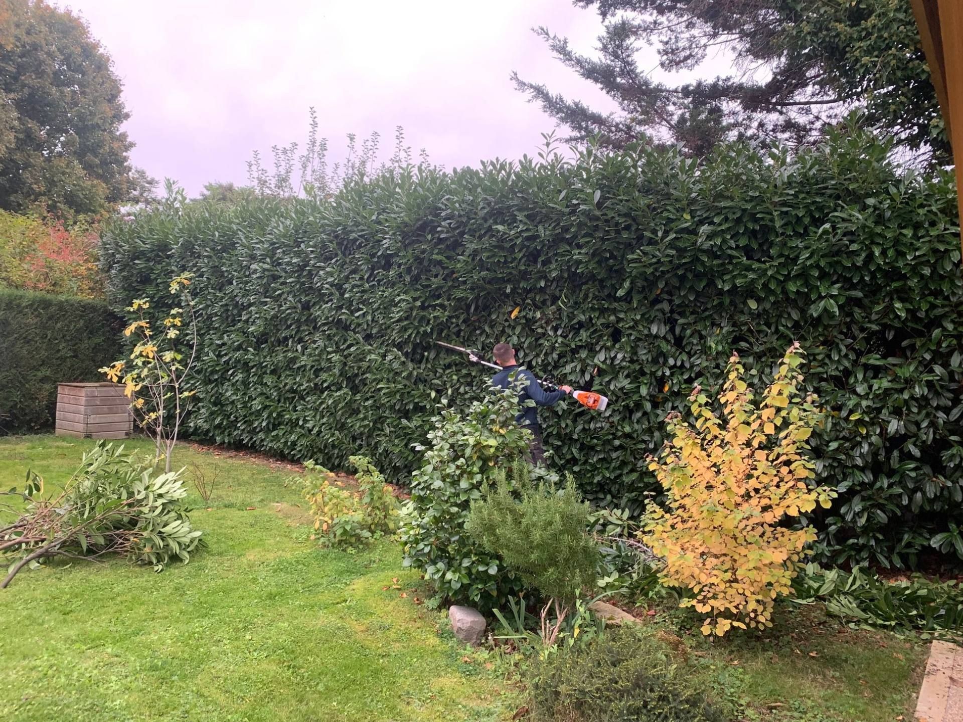 Une personne taille une haute haie verte dans un jardin.