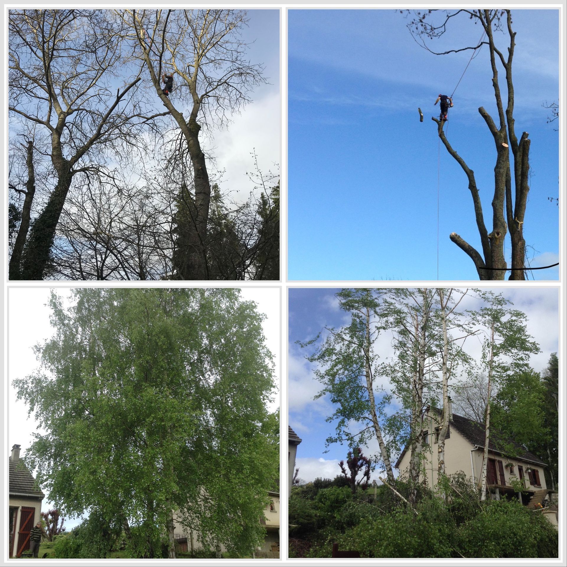 Quatre photos d'arbres : deux avec des ouvriers en train de les tailler, deux avec un feuillage dense.
