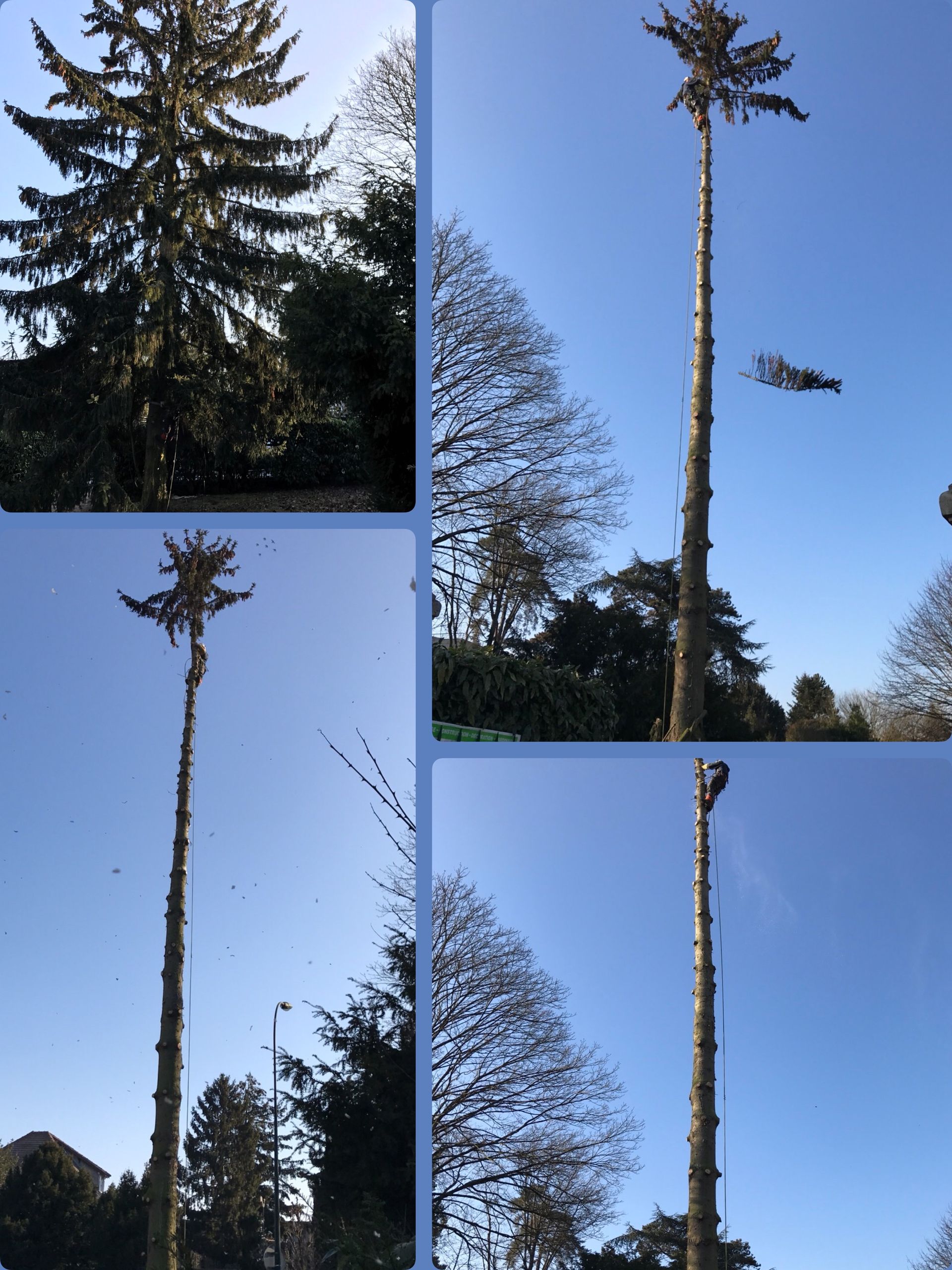 Démontage d' une épicéa.