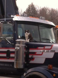 Cat On The Hood Of The Truck — Porter Corners, NY — Adirondack Paving