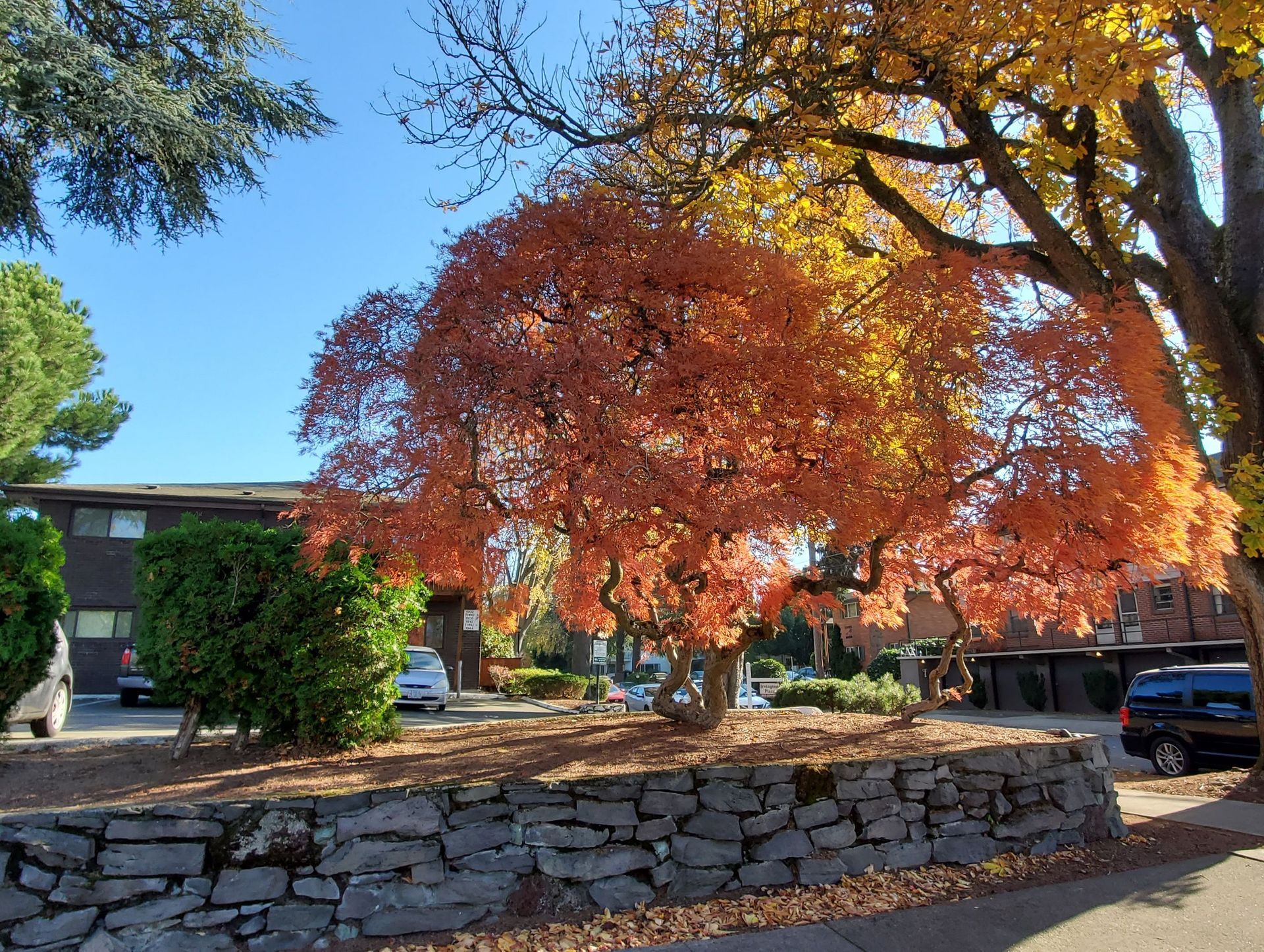Irvington Plaza tree