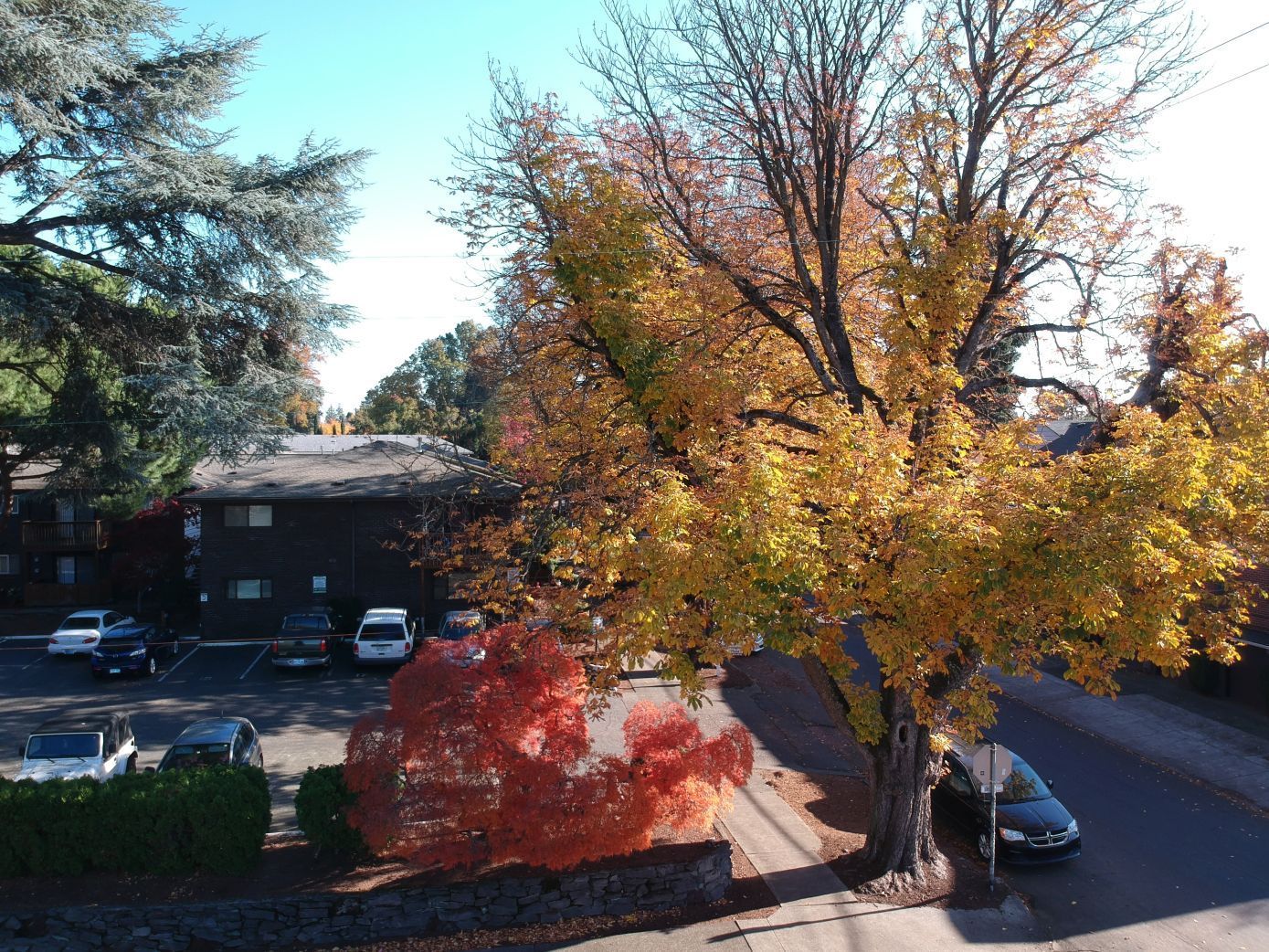 Irvington Plaza tree