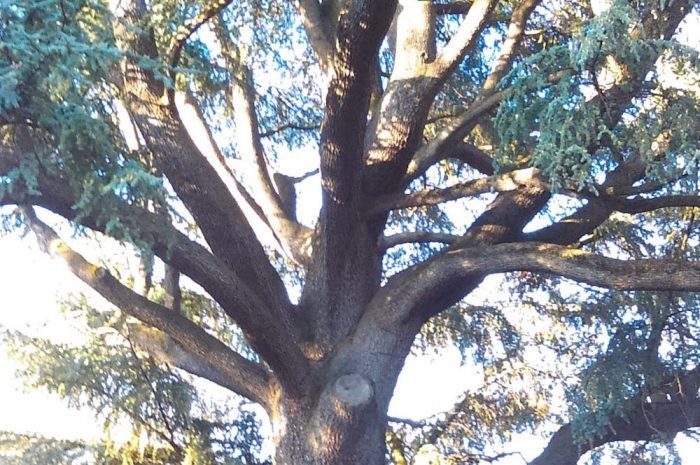 Irvington Court Tree