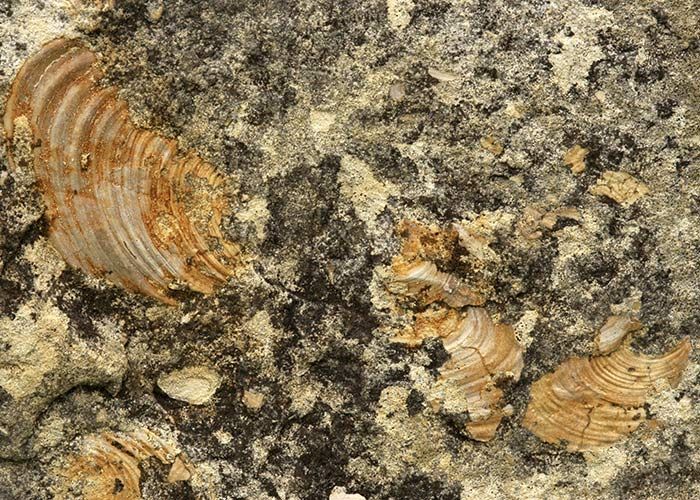 Fossilized shells embedded in a textured, gray and brown rock surface.