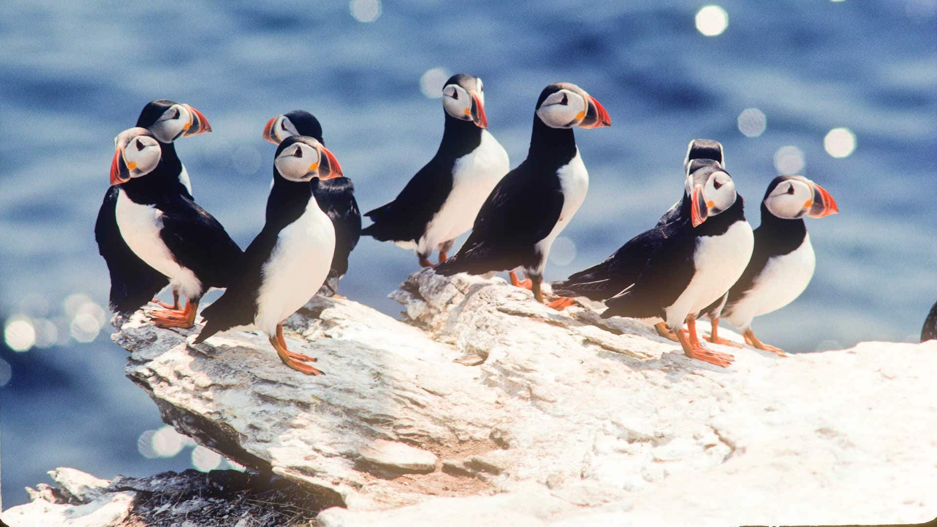 A group of puffins with black and white plumage and colorful beaks on a rock near the water.