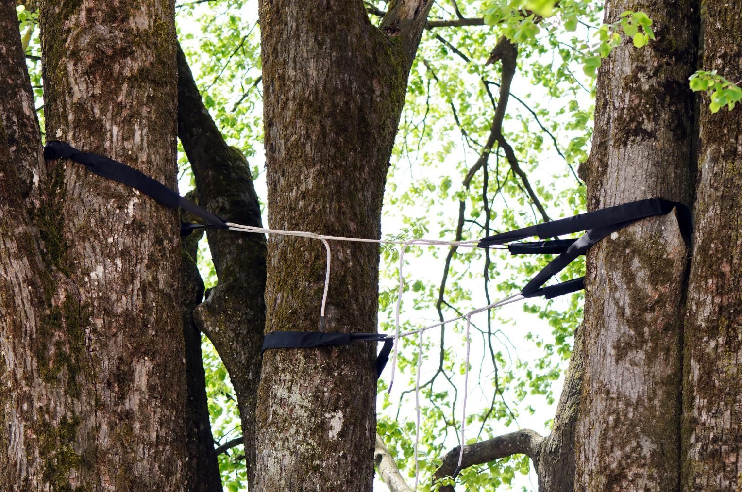 Three trees with black straps and a white rope strung between them.