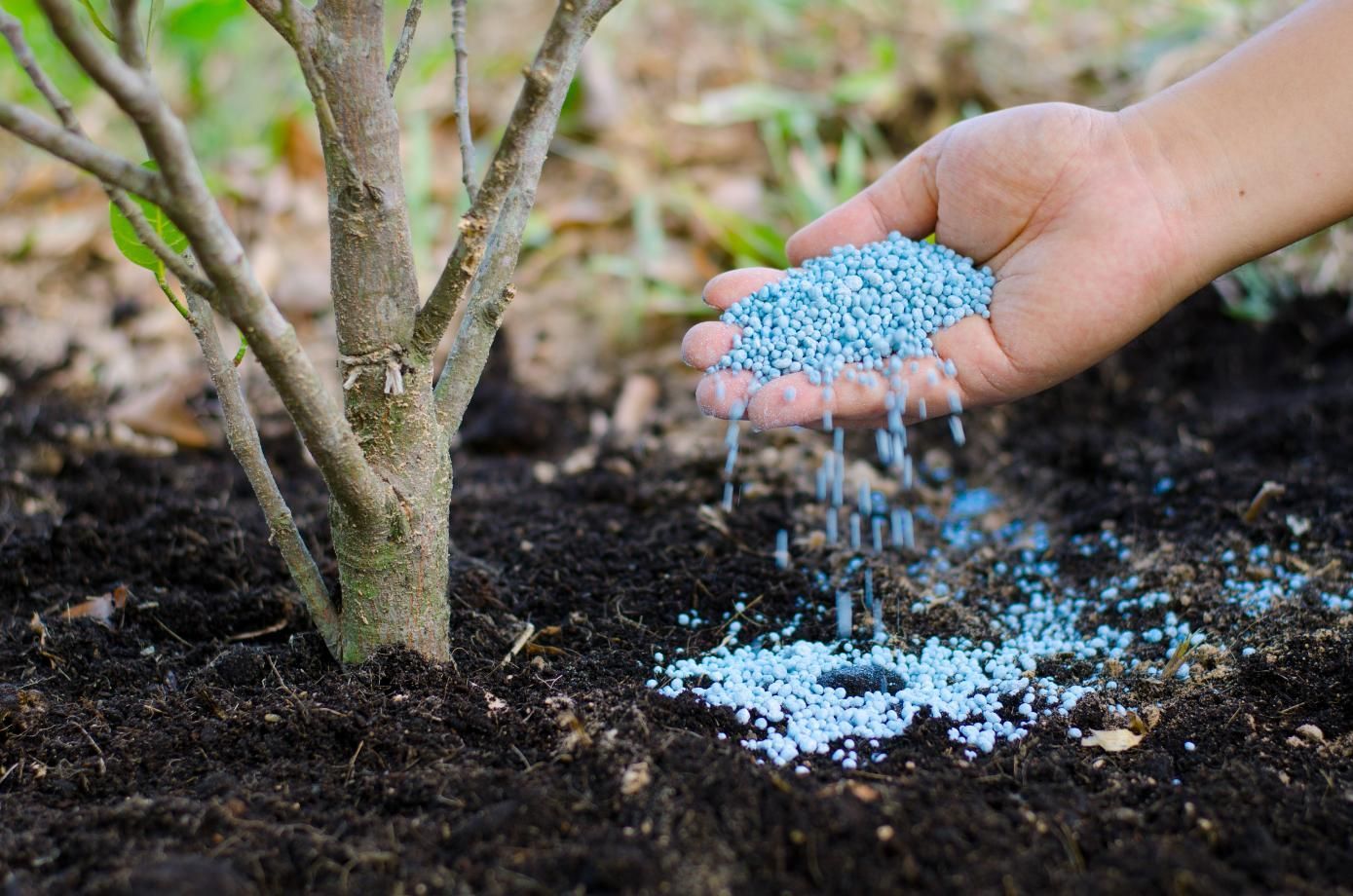 Hand scattering blue granular fertilizer around a tree trunk in dark soil.