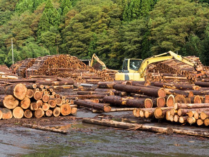 A pile of logs and a bulldozer in a forest.