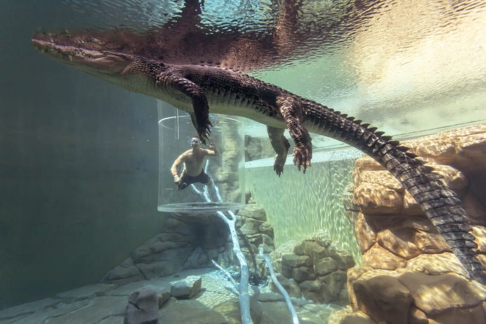 A Man Is Swimming Underwater with A Crocodile in An Aquarium — Zen Luxury Retreats in Darwin City, NT