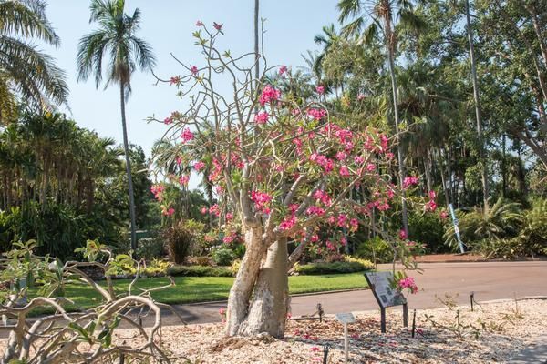 George Brown Darwin Botanic Gardens — Zen Luxury Retreats in Darwin City, NT