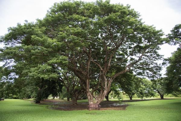 Lush Tropical Trees in George Brown Botanic Gardens — Zen Luxury Retreats in Darwin City, NT