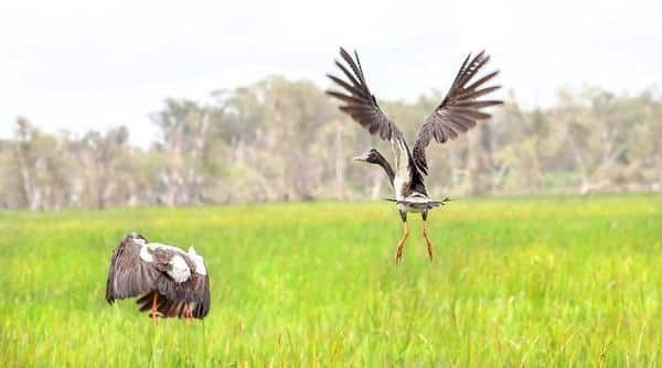 Magpie Geese — Zen Luxury Retreats in Darwin City, NT