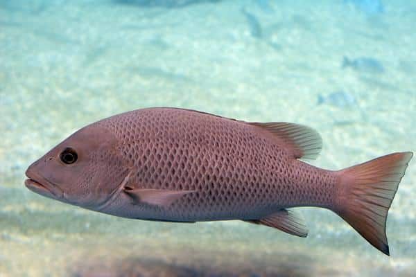 A Pink Fish is Swimming in the Ocean — Zen Luxury Retreats in Darwin City, NT