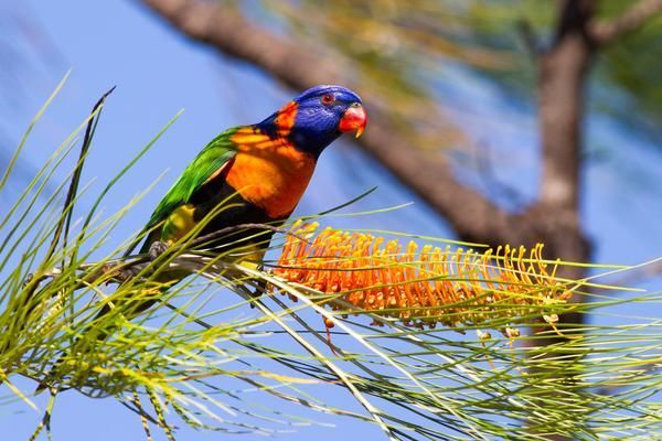 Red Collared Lorikeet Bird — Zen Luxury Retreats in Darwin City, NT