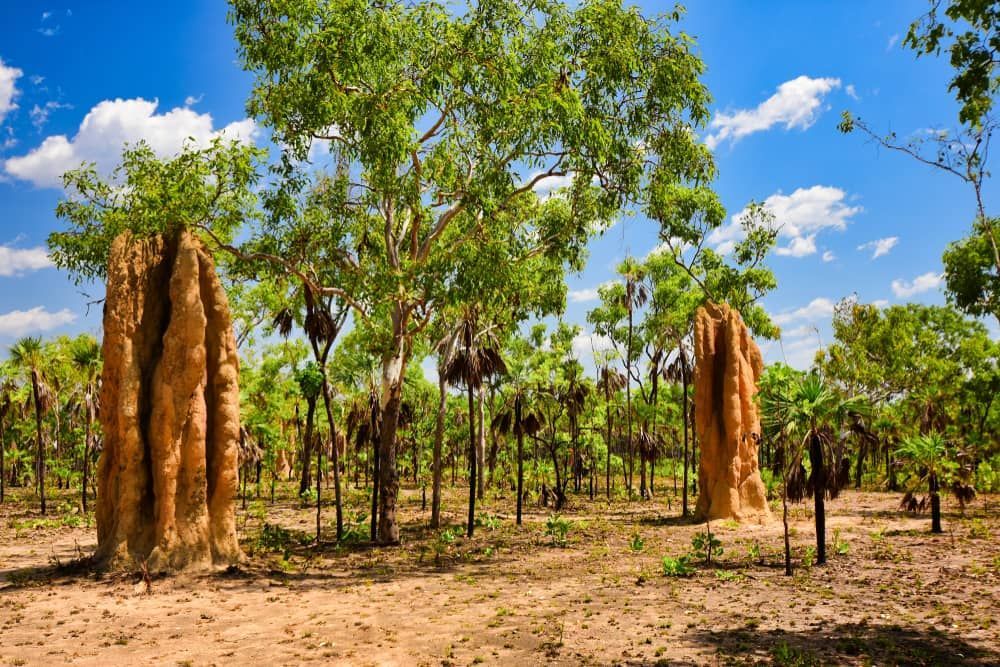 There Are Many Termite Mounds in The Middle of A Forest — Zen Luxury Retreats in Darwin City, NT