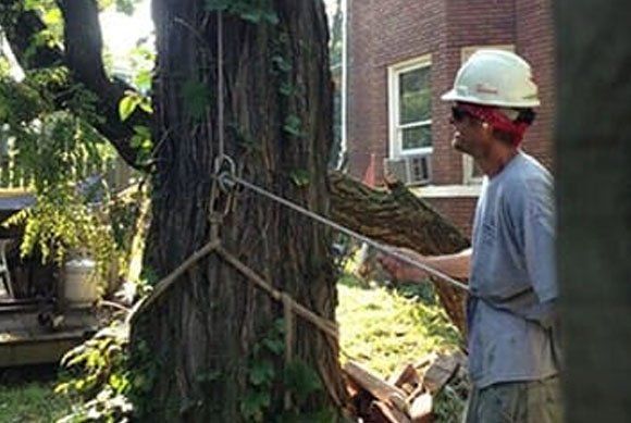 Cutting Branches - Verona, PA