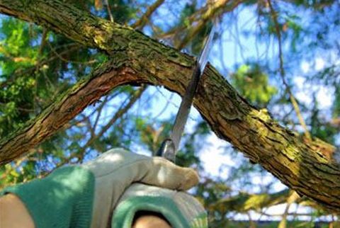 The Township Treebune: Proper Tree Pruning - Ferguson Township PA