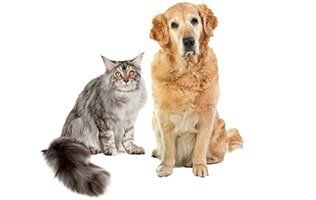 Cat and Dog — Veterinary Hospital in chesterfield, MI