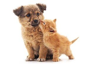 Puppy and Kitten — Veterinary Hospital in chesterfield, MI