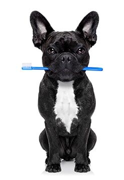 Dental Toothbrush in the Mouth of the Dog — Veterinary Hospital in chesterfield, MI