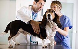 Veterinarians with a Dog — Veterinary Hospital in chesterfield, MI