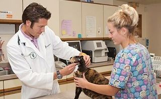 Doctor Checking Up the Cat — Veterinary Hospital in chesterfield, MI