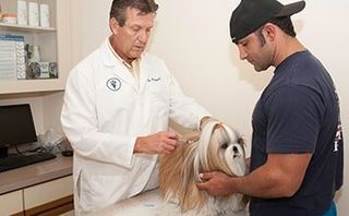 Doctor Giving Vaccine on Dog — Veterinary Hospital in chesterfield, MI