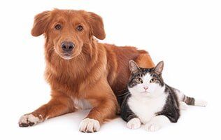 Cat and Dog, Side by Side — Veterinary Hospital in chesterfield, MI