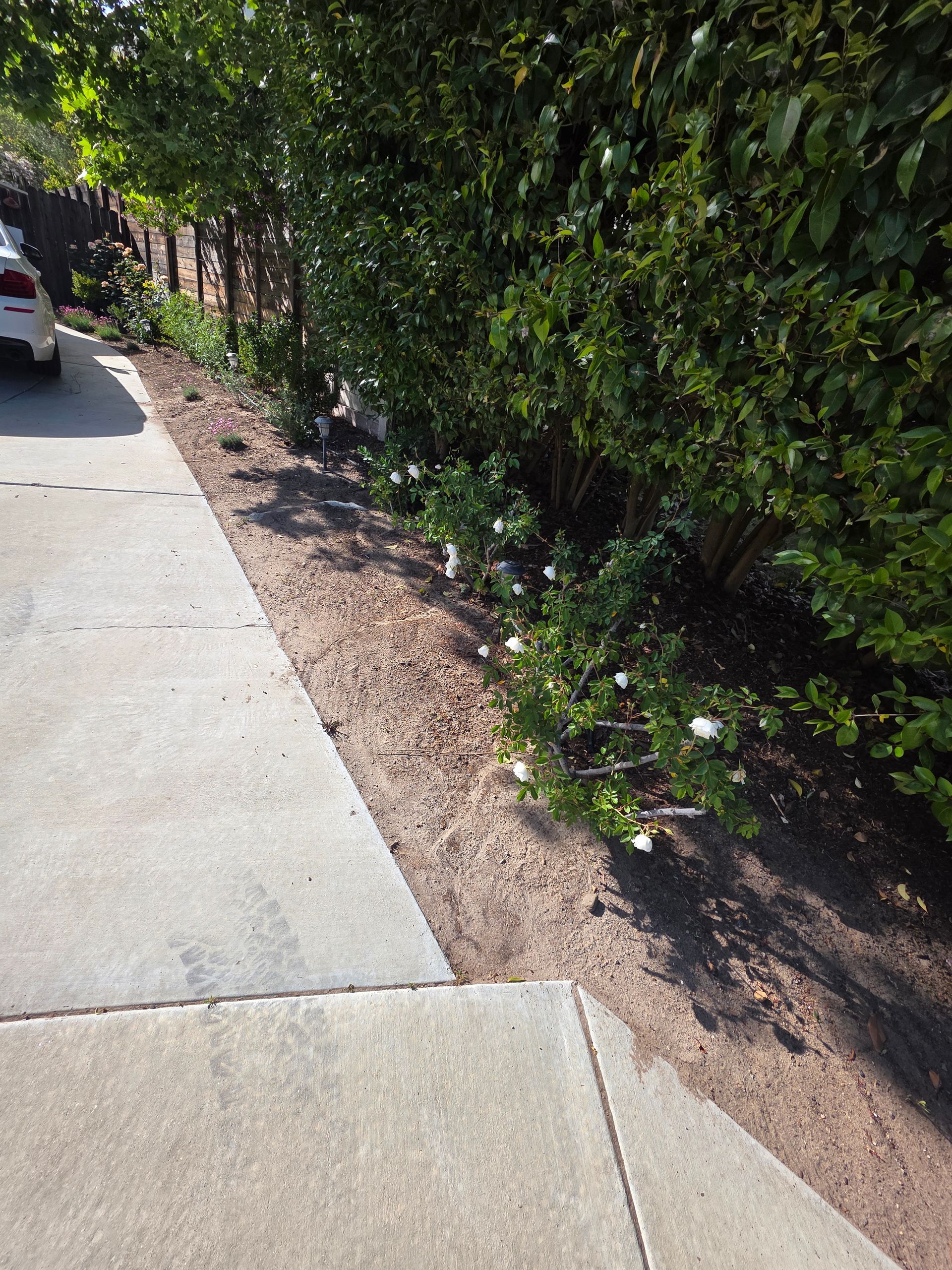 Sidewalk next to a brown soil bed with green bushes and a white car.