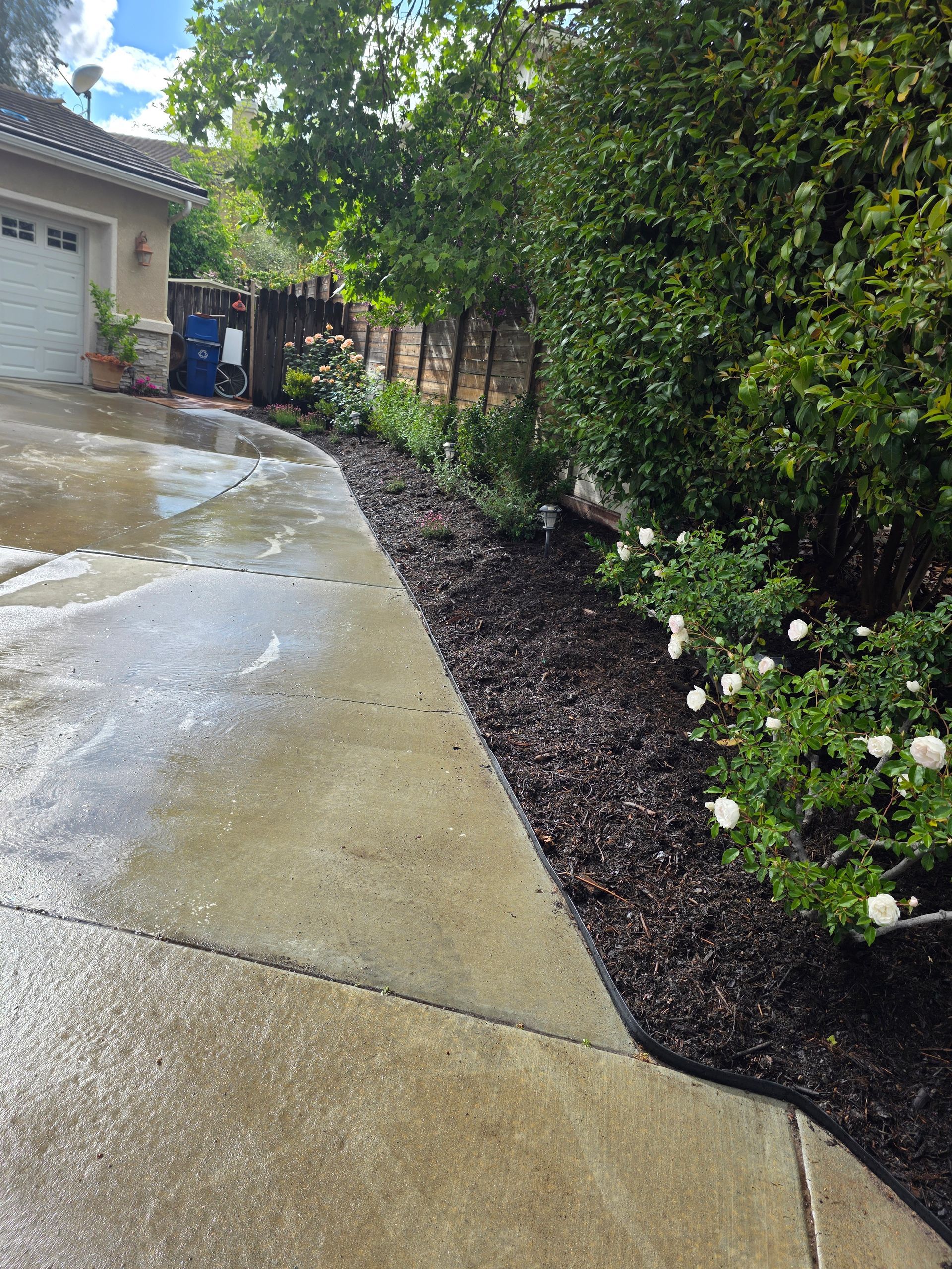 Concrete driveway next to a flower bed filled with dark mulch, bushes, and white flowers.
