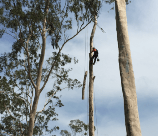 Trimming Shaping - Palm removal Bundaberg in Bundaberg, QLD