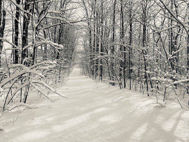 Sugar bush near Balsam Lake, Ontario. 