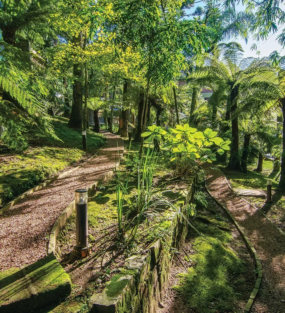 Caminho serpenteando por uma floresta verdejante e exuberante, com luz solar filtrada pelas copas das árvores, muros de pedra e samambaias.