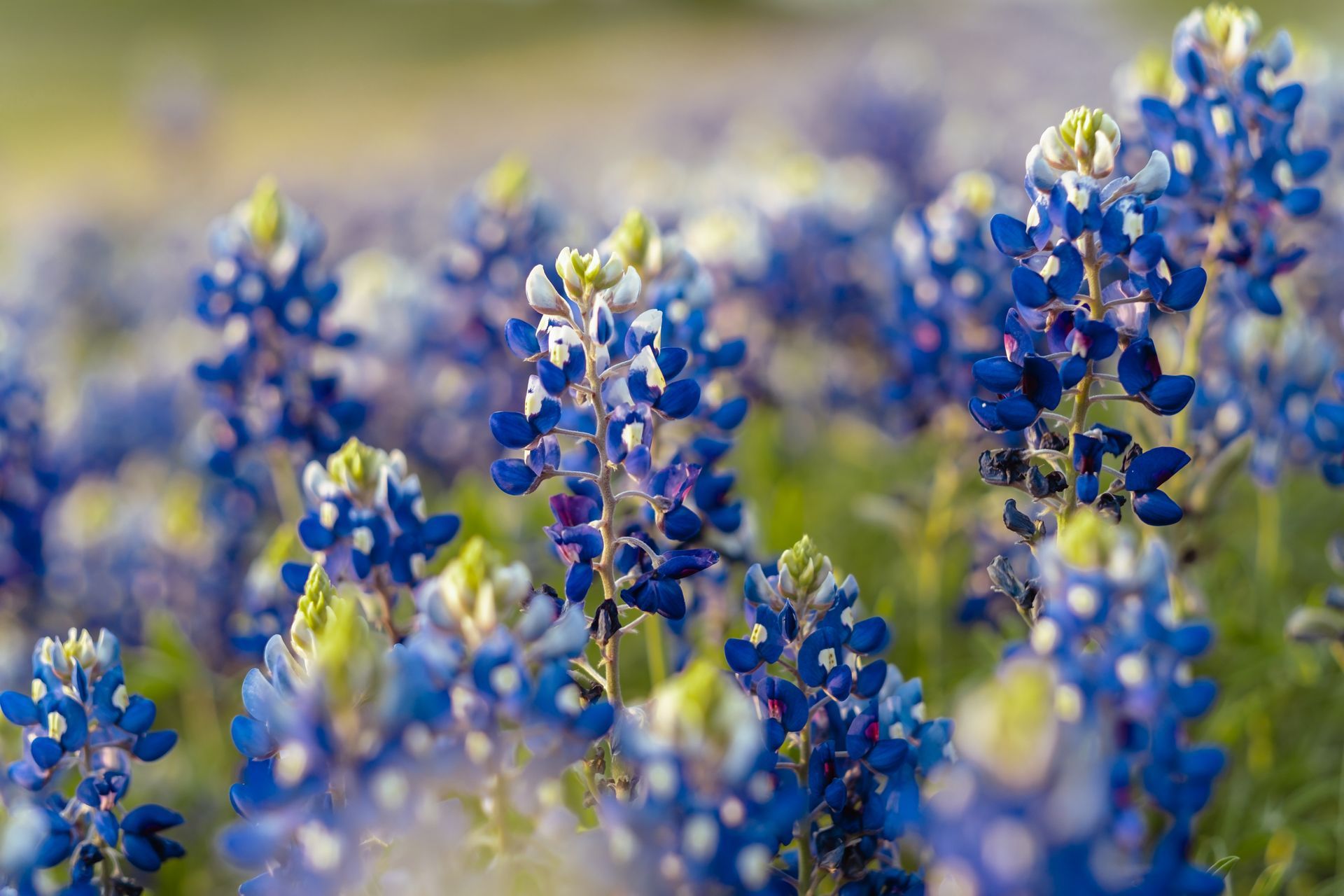 blue bonnet flowers