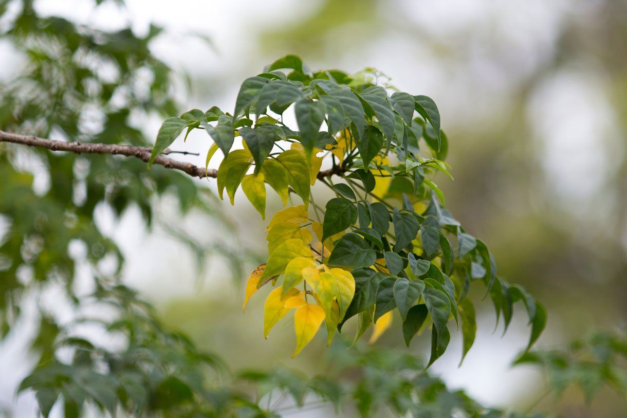 Green Yellow Leafs — Ocean Springs, MS — McClain's Tree Experts