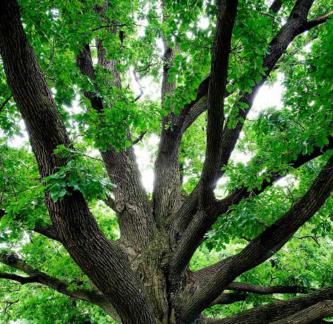 Tree Maintaining — Ocean Springs, MS — Mcclain's Tree Experts