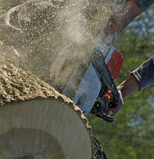 worker cutting into tree