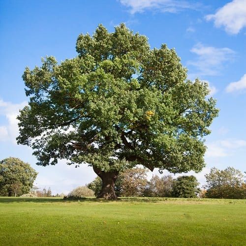 Common Causes of Curling Oak Leaves