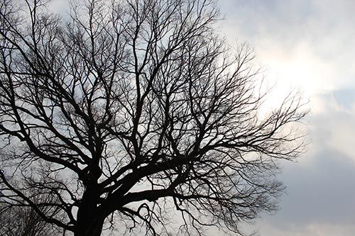 Dying Tree