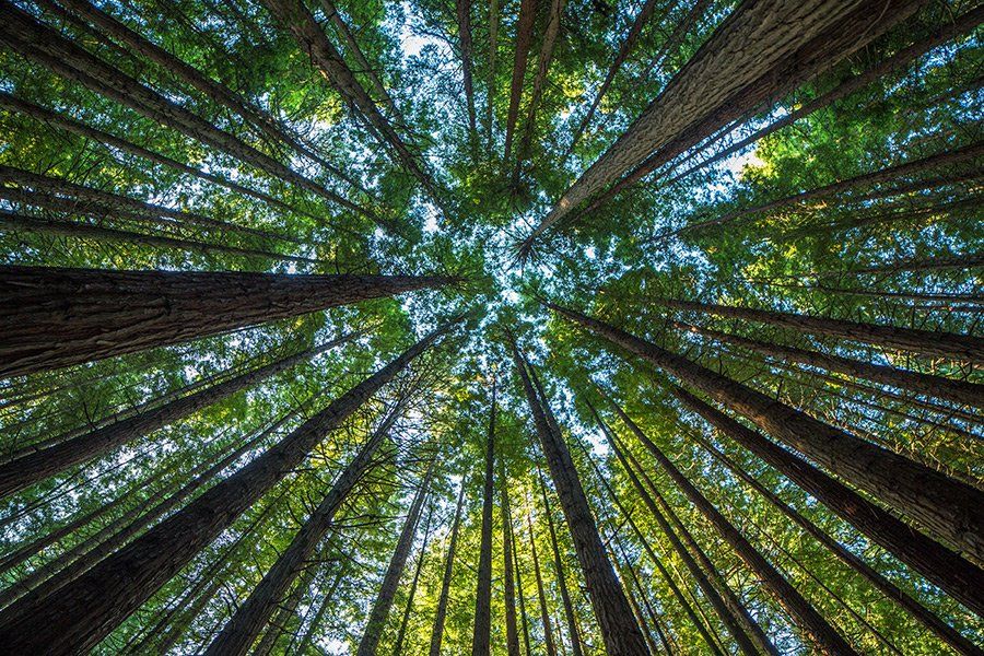 Redwood Tree Scenery — Ocean Springs, MS — McClain's Tree Experts