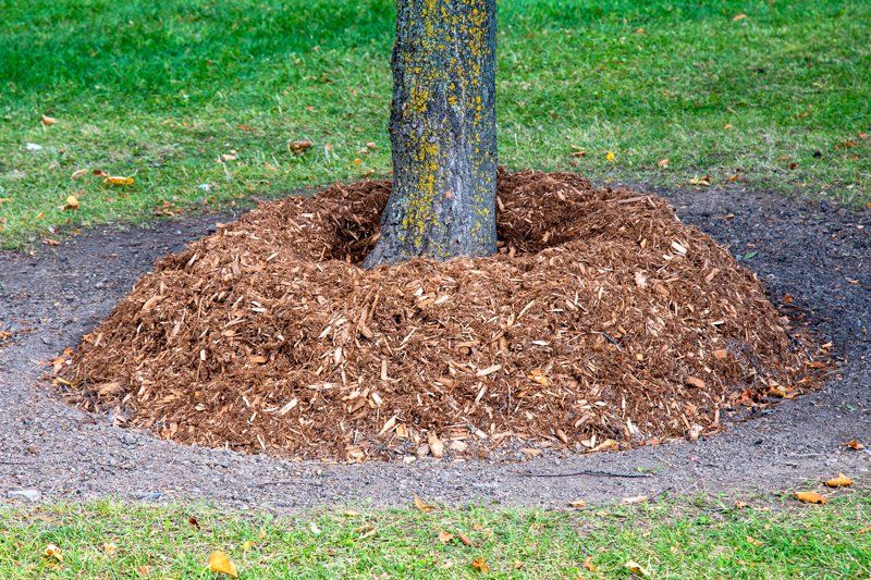 Mulch At The Base Of A Tree Trunk — Ocean Springs, MS — Mcclain's Tree Experts