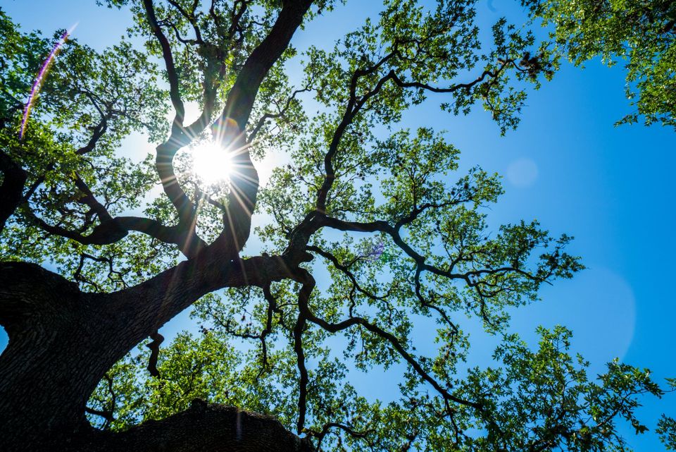 3 Reasons To Carefully Manage Your Live Oak Trees