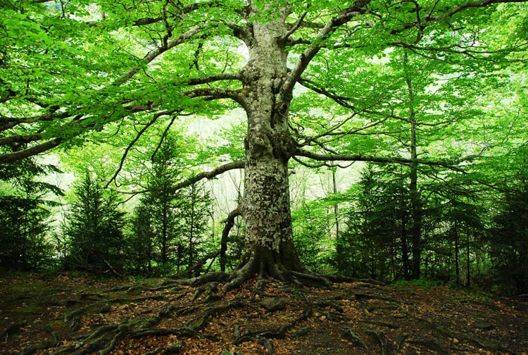 Tree Roots — Ocean Springs, MS — McClain’s Tree Experts