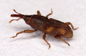 Sitophilus Oryzae