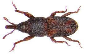 Sitophilus Oryzae 2