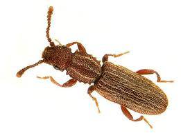 Oryzaephilus Surinamenis 2
